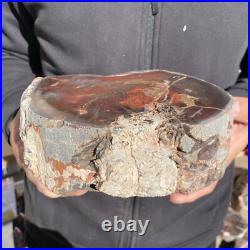 7.6LB Rare Natural petrified wood rough Wood fossil mineral specimen healing