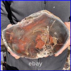 7.6LB Rare Natural petrified wood rough Wood fossil mineral specimen healing