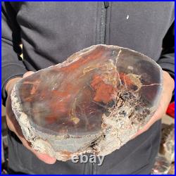 7.6LB Rare Natural petrified wood rough Wood fossil mineral specimen healing