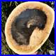 7_7LB_Large_Natural_Petrified_Wood_Crystal_Fossil_Slice_Shape_Specimen_Healing_01_opa