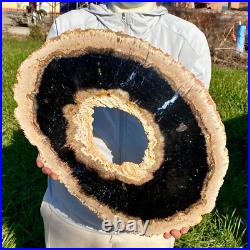 7.81LB Large Natural Petrified Wood Crystal Fossil Slice Shape Specimen Healing
