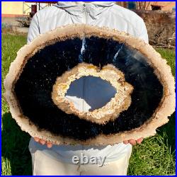 7.81LB Large Natural Petrified Wood Crystal Fossil Slice Shape Specimen Healing