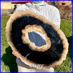 7.81LB Large Natural Petrified Wood Crystal Fossil Slice Shape Specimen Healing