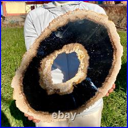 7.81LB Large Natural Petrified Wood Crystal Fossil Slice Shape Specimen Healing