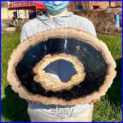 7.81LB Large Natural Petrified Wood Crystal Fossil Slice Shape Specimen Healing