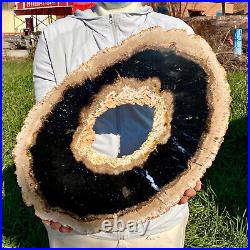 7.81LB Large Natural Petrified Wood Crystal Fossil Slice Shape Specimen Healing