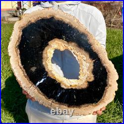 7.81LB Large Natural Petrified Wood Crystal Fossil Slice Shape Specimen Healing