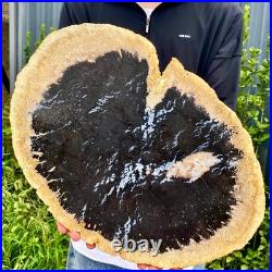 7.9LB Large Natural Petrified Wood Crystal Fossil Slice Shape Specimen Healing