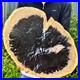 7_9LB_Large_Natural_Petrified_Wood_Crystal_Fossil_Slice_Shape_Specimen_Healing_01_wxzx