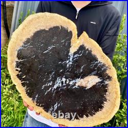 7.9LB Large Natural Petrified Wood Crystal Fossil Slice Shape Specimen Healing