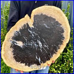 7.9LB Large Natural Petrified Wood Crystal Fossil Slice Shape Specimen Healing