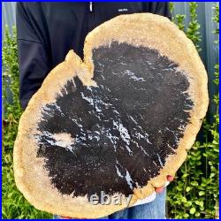 7.9LB Large Natural Petrified Wood Crystal Fossil Slice Shape Specimen Healing