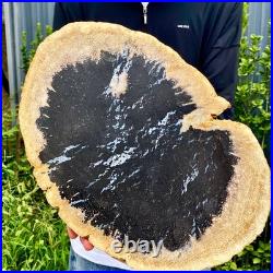 7.9LB Large Natural Petrified Wood Crystal Fossil Slice Shape Specimen Healing