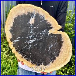 7.9LB Large Natural Petrified Wood Crystal Fossil Slice Shape Specimen Healing