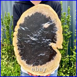 7.9LB Large Natural Petrified Wood Crystal Fossil Slice Shape Specimen Healing