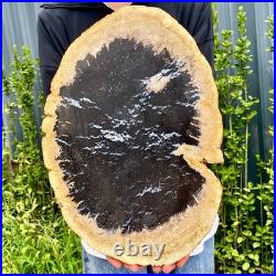 7.9LB Large Natural Petrified Wood Crystal Fossil Slice Shape Specimen Healing