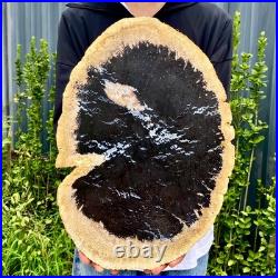 7.9LB Large Natural Petrified Wood Crystal Fossil Slice Shape Specimen Healing