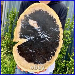 7.9LB Large Natural Petrified Wood Crystal Fossil Slice Shape Specimen Healing