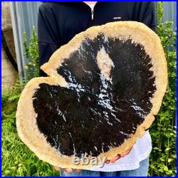 7.9LB Large Natural Petrified Wood Crystal Fossil Slice Shape Specimen Healing