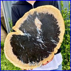 7.9LB Large Natural Petrified Wood Crystal Fossil Slice Shape Specimen Healing