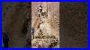 800_000_Years_Old_Tree_Fossils_Shorts_01_ut