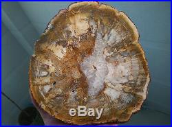 802.5g Petrified Wood Round Fossil Specimen Madagascar 7010