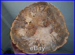 802.5g Petrified Wood Round Fossil Specimen Madagascar 7010