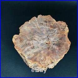 8157g Polished PETRIFIED WOOD BRANCH Fossil Madagascar A2363