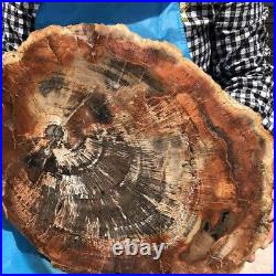 8230G Natural Petrified Wood Fossil Crystal Polished Slice Madagascar 17