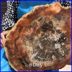 8230G Natural Petrified Wood Fossil Crystal Polished Slice Madagascar 17