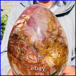 8280g Large Natural Red Petrified Wood Fossil Crystal Egg Specimen