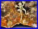 875_gr_Escalante_Utah_Petrified_Wood_Sterling_Silver_Vermeil_CZ_Peridot_Frog_01_xlq