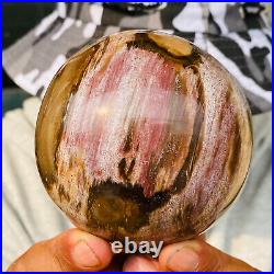 875g Large Natural Petrified Wood Crystal Fossil Geodes Sphere Specimen