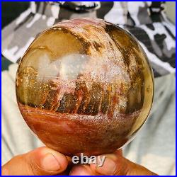 875g Large Natural Petrified Wood Crystal Fossil Geodes Sphere Specimen