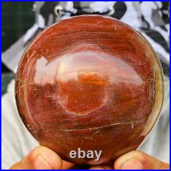 875g Large Natural Petrified Wood Crystal Fossil Geodes Sphere Specimen