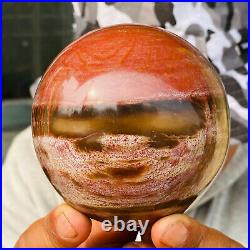 875g Large Natural Petrified Wood Crystal Fossil Geodes Sphere Specimen