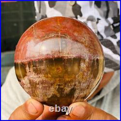 875g Large Natural Petrified Wood Crystal Fossil Geodes Sphere Specimen