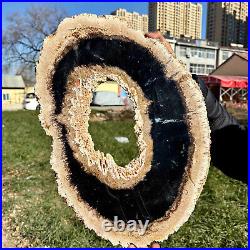 8LB Large Natural Petrified Wood Crystal Fossil Slice Shape Specimen Healing 8LB Large Natural Petrified Wood Crystal Fossil Slice Shape Specimen Healing