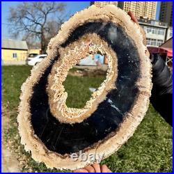 8LB Large Natural Petrified Wood Crystal Fossil Slice Shape Specimen Healing 8LB Large Natural Petrified Wood Crystal Fossil Slice Shape Specimen Healing