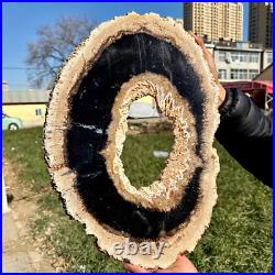 8LB Large Natural Petrified Wood Crystal Fossil Slice Shape Specimen Healing 8LB Large Natural Petrified Wood Crystal Fossil Slice Shape Specimen Healing