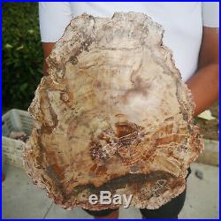 8LB Natural Petrified Wood Fossil Crystal Polished Slice Madagascar
