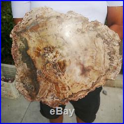 8LB Natural Petrified Wood Fossil Crystal Polished Slice Madagascar