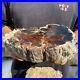 8_1lb_Rare_Natural_petrified_wood_rough_Wood_fossil_mineral_specimen_healing_01_yyxa