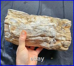 8.24 lbs (3.74 kg) Petrified Wood, Fossil Wood, Fossilized Wood, Petrified Log