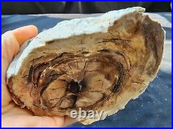 8.24 lbs (3.74 kg) Petrified Wood, Fossil Wood, Fossilized Wood, Petrified Log