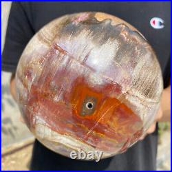 8.3lb Natural Petrified Wood fossil Quartz sphere Crystal Ball specimen Healing