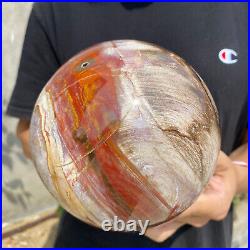 8.3lb Natural Petrified Wood fossil Quartz sphere Crystal Ball specimen Healing