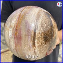 8.3lb Natural Petrified Wood fossil Quartz sphere Crystal Ball specimen Healing