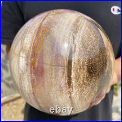 8.3lb Natural Petrified Wood fossil Quartz sphere Crystal Ball specimen Healing