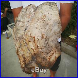8.44LB Natural Petrified Wood Fossil Crystal Polished Slice Madagascar